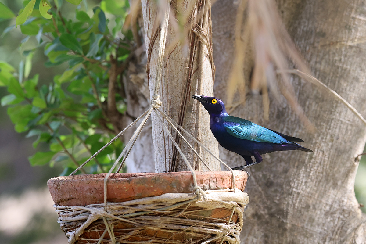 Purple Glossy Starling